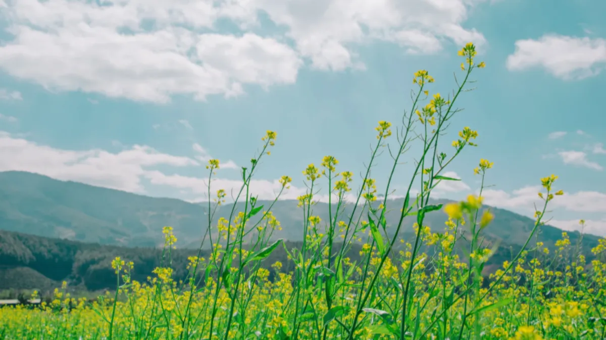 image of yellow flower field