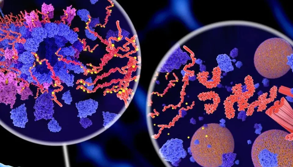 Scientific image of Zhonghua Liu's research