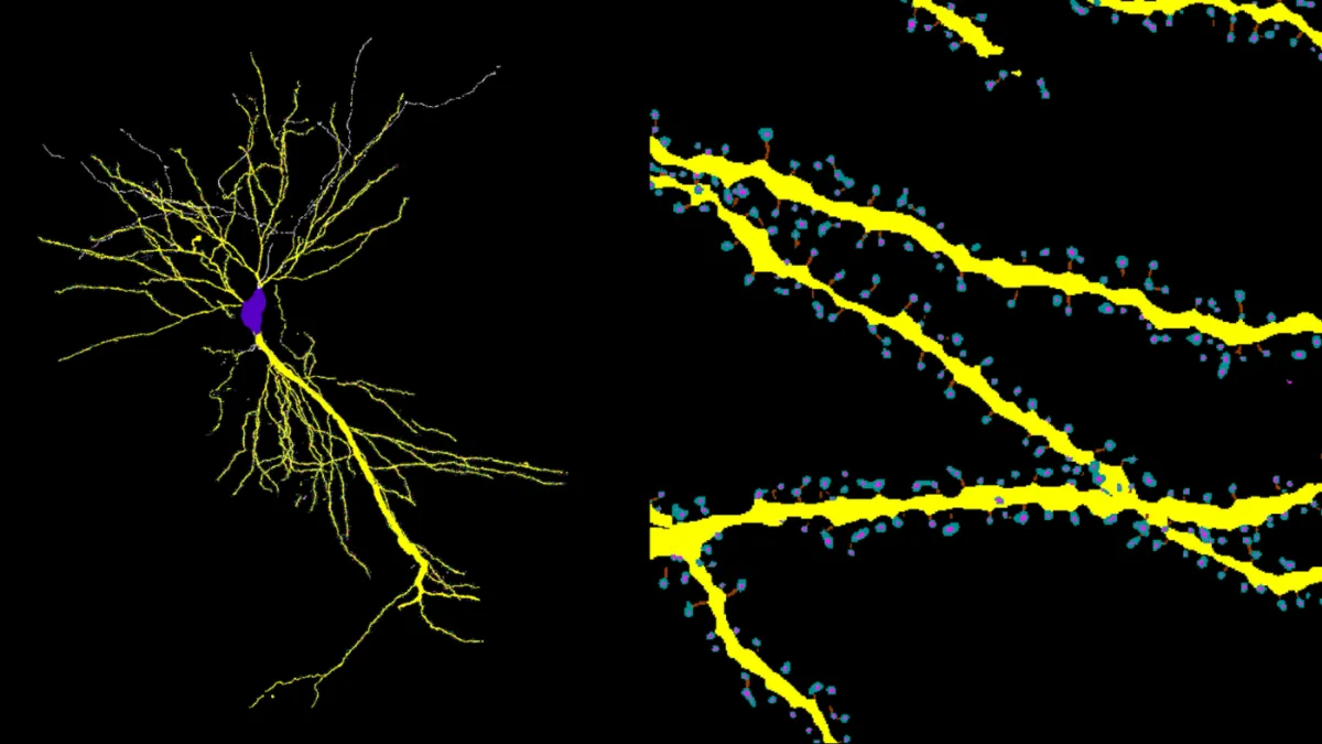 RESPAN maps thousands of excitatory synapses (spines) along the dendritic arbor (yellow) of a CA1 pyramidal neuron. 