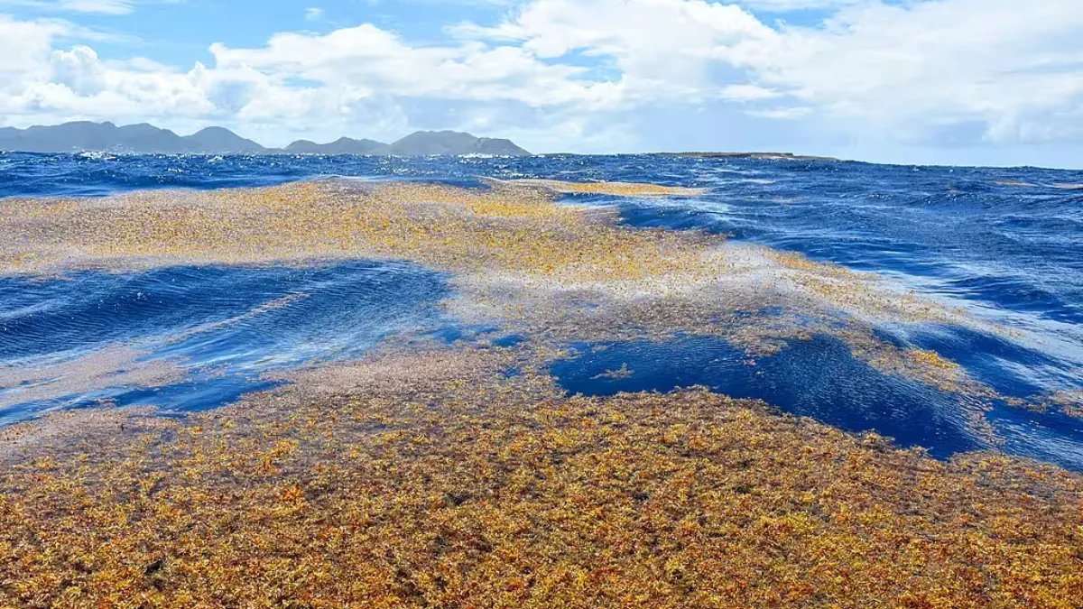 Large patches of Sargassum adrift near the island of Saint Martin. Credit: VELY Michel