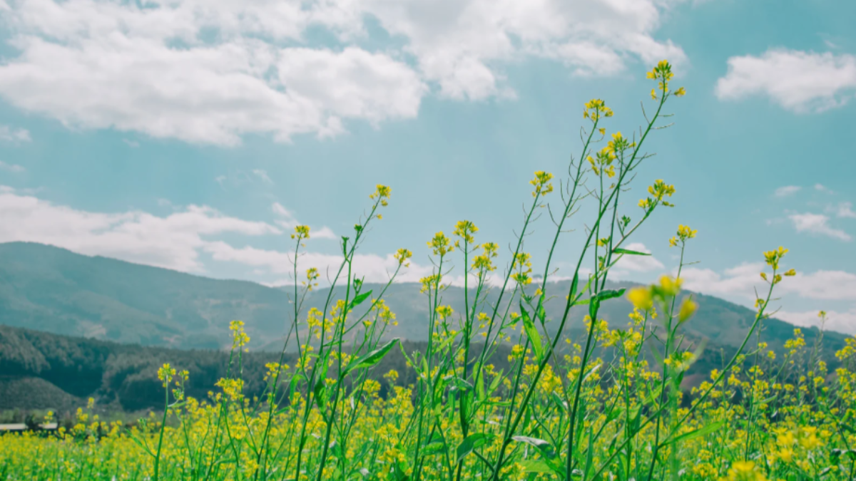 image of yellow flower field