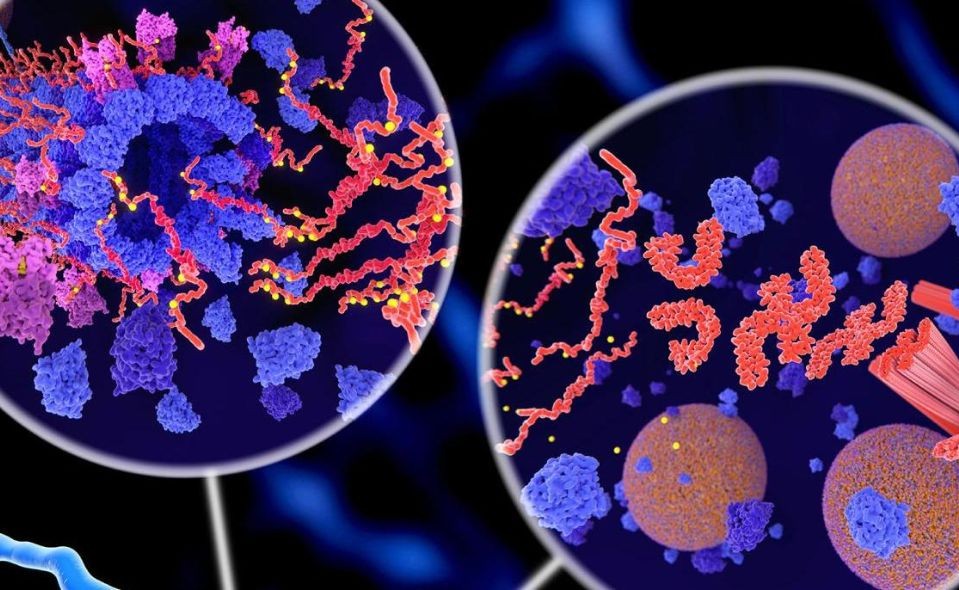 protein aggregation in neurons